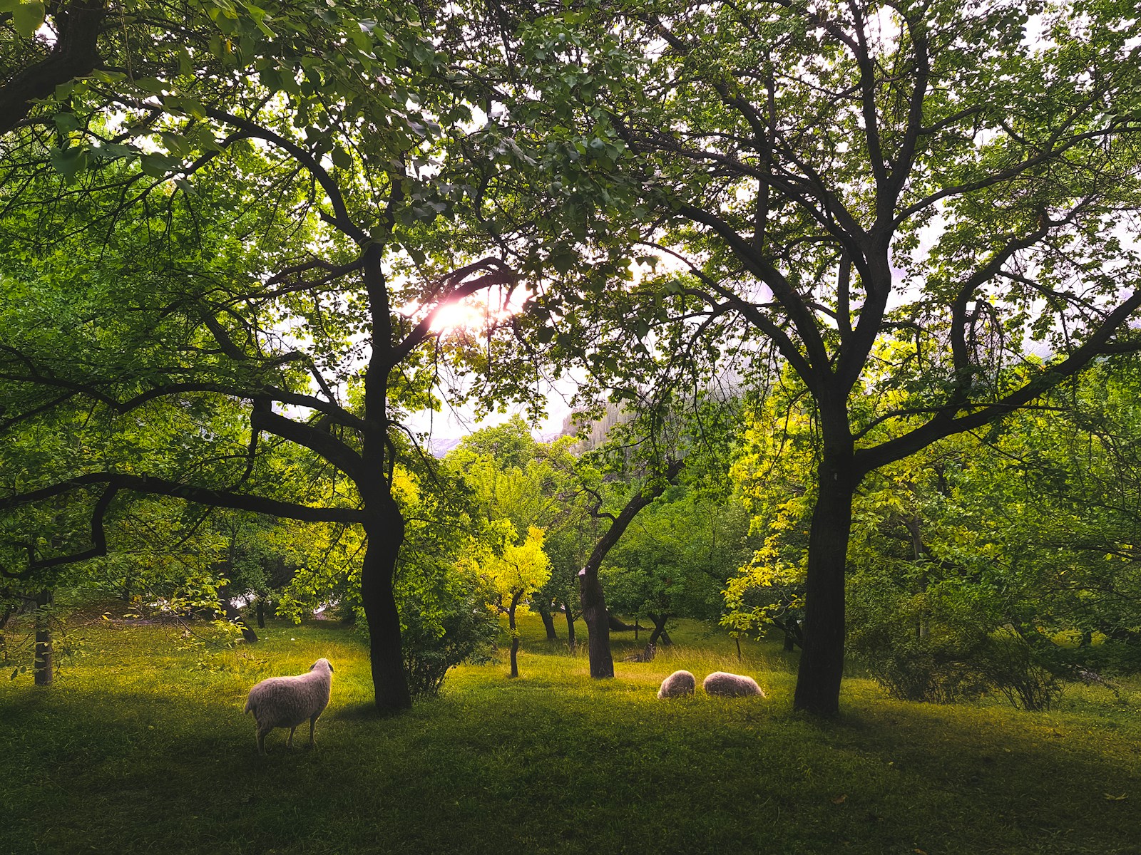 a herd of sheep grazing on a lush green field