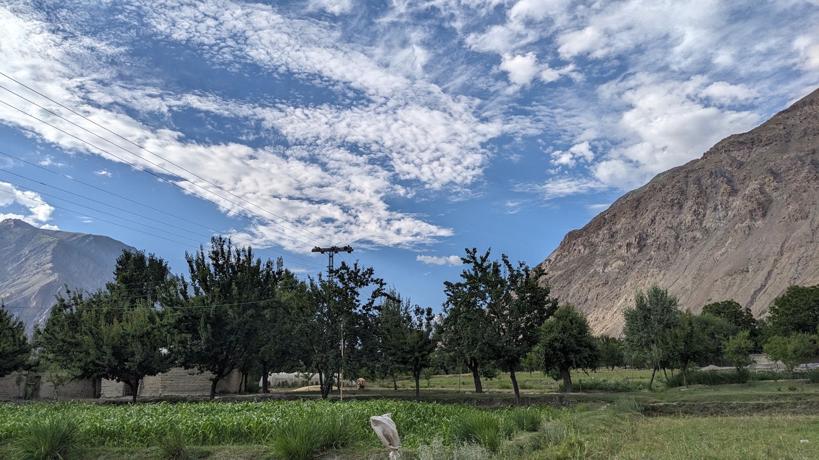 a dog is standing in a field with mountains in the background